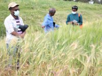 Conservation based field research activities of field crops at EBI, November 2021